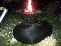 Wychavon-20150523-00181