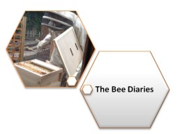 bee dairies logo