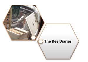 bee dairies logo