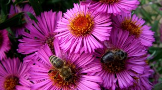 aster-flower-bees